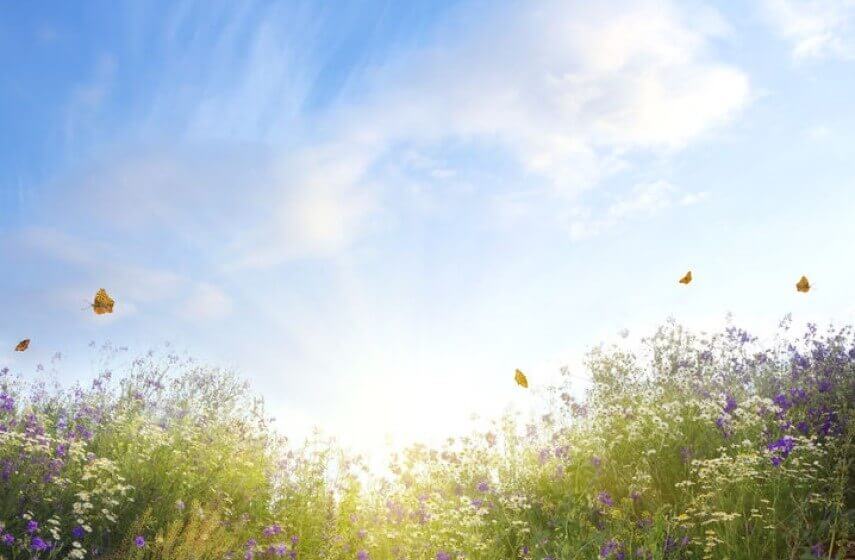 Summer Field