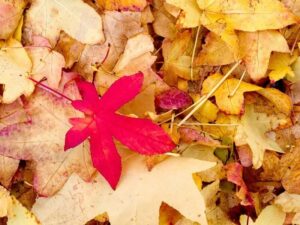 Red Autumn Leaf