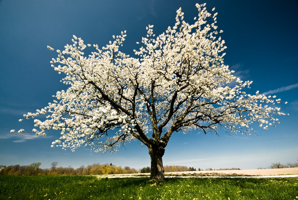 Blossom Tree